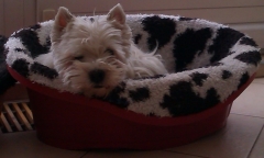 R.I.P. DUCKI (15.7.2001-16.6.2018)