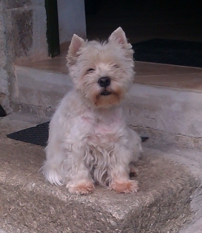 R.I.P. DUCKI (15.7.2001-16.6.2018)