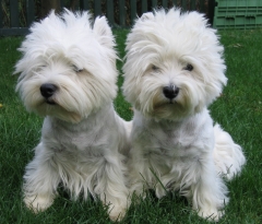 R.I.P. DUCKI (15.7.2001-16.6.2018)