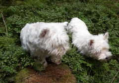 R.I.P. DUCKI (15.7.2001-16.6.2018)