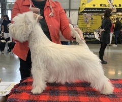 NATIONAL DOG SHOW BRNO