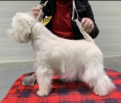 CLUB SHOW KCHT ČESKÉ BUDĚJOVICE