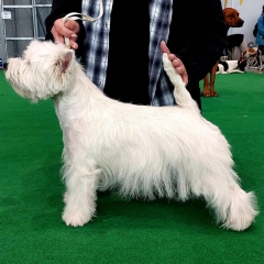 CACIB ČESKÉ BUDĚJOVICE