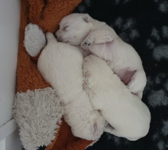 NARODILA SE NÁM ŠTĚŇÁTKA